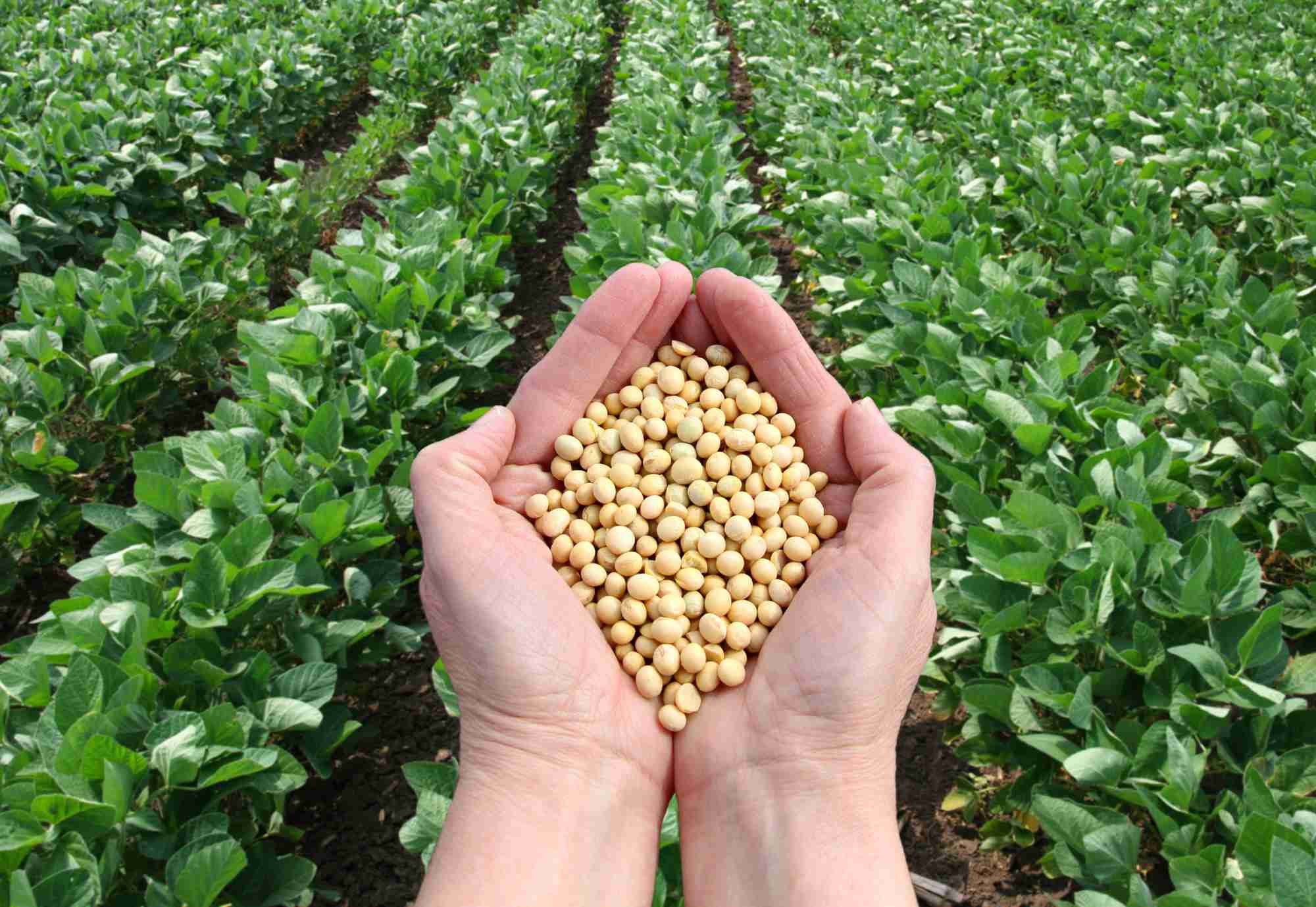 Soybeans