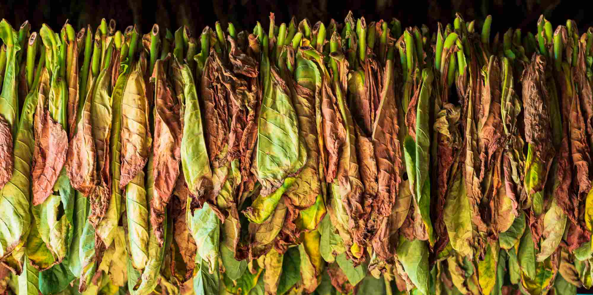 Tobacco Leaf Processing Moisture Measurement & Control