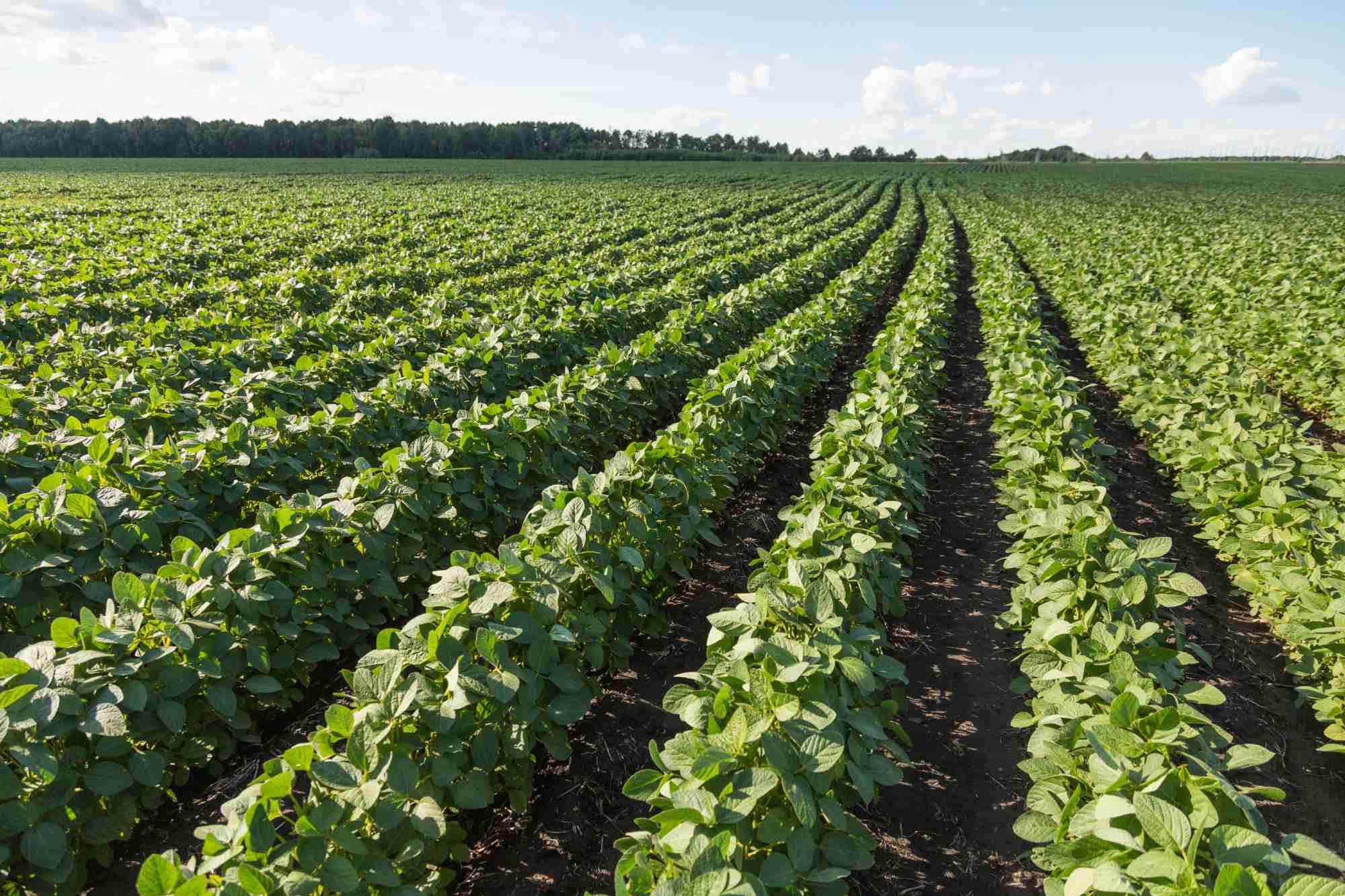 Fertilizers & Plants