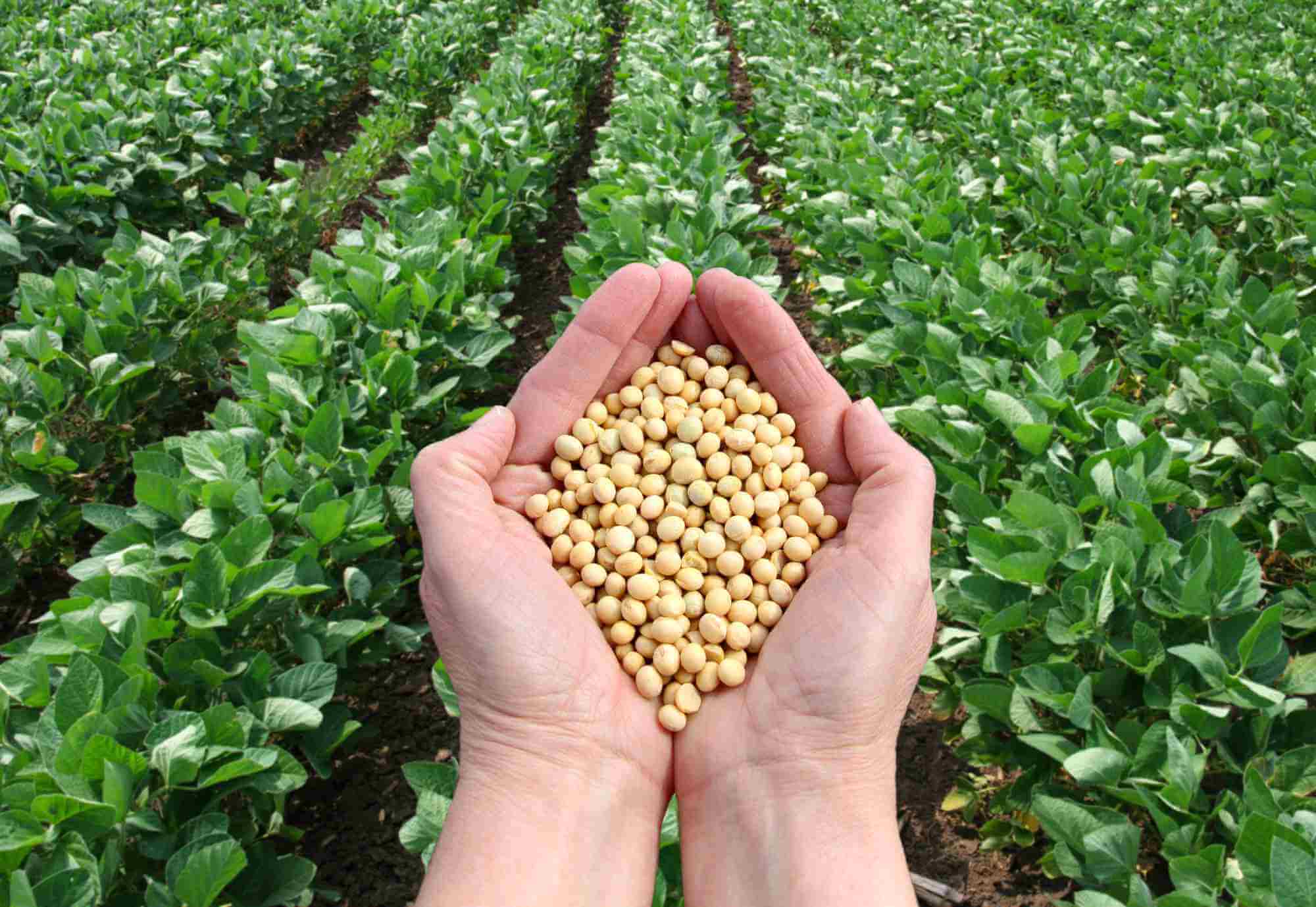 Soybeans