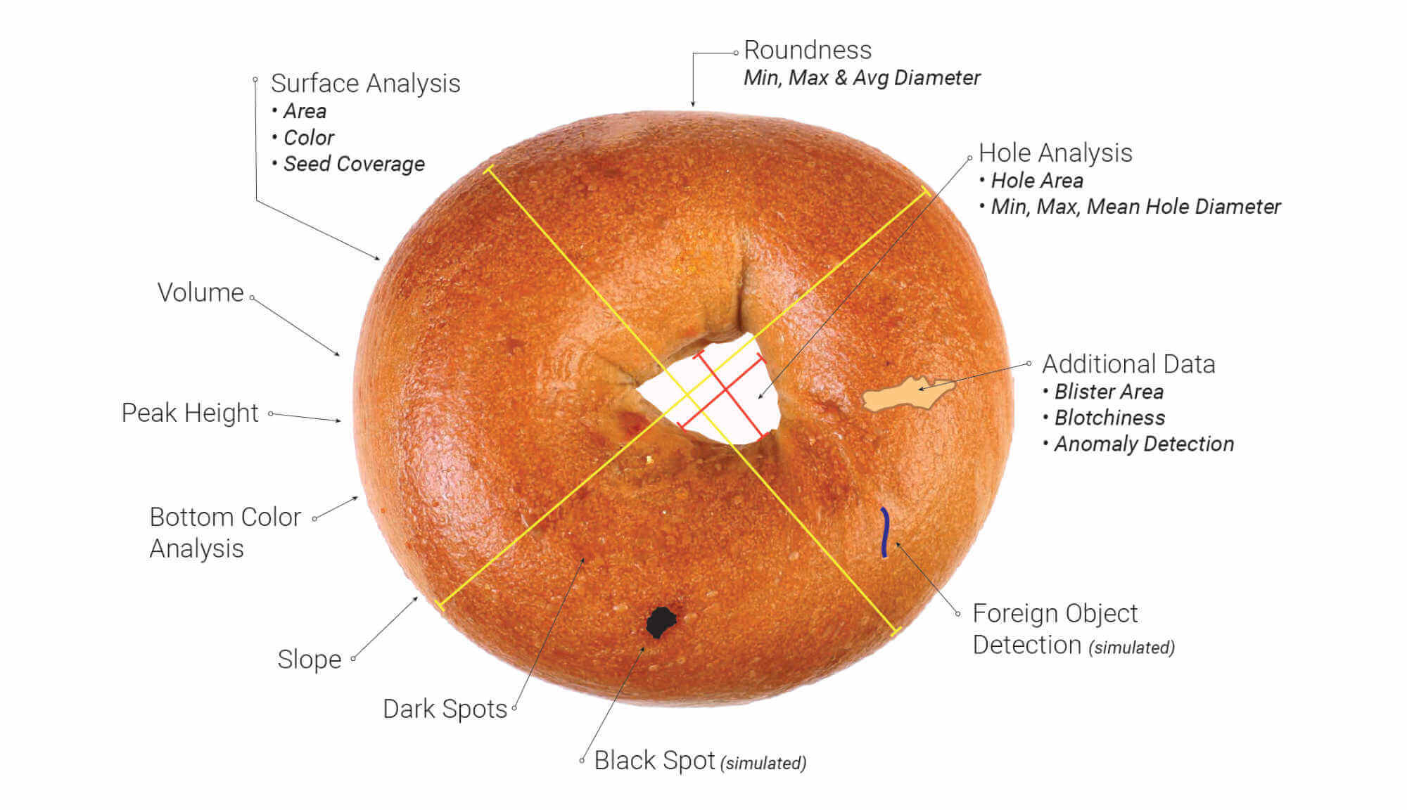 Bagel Measurements