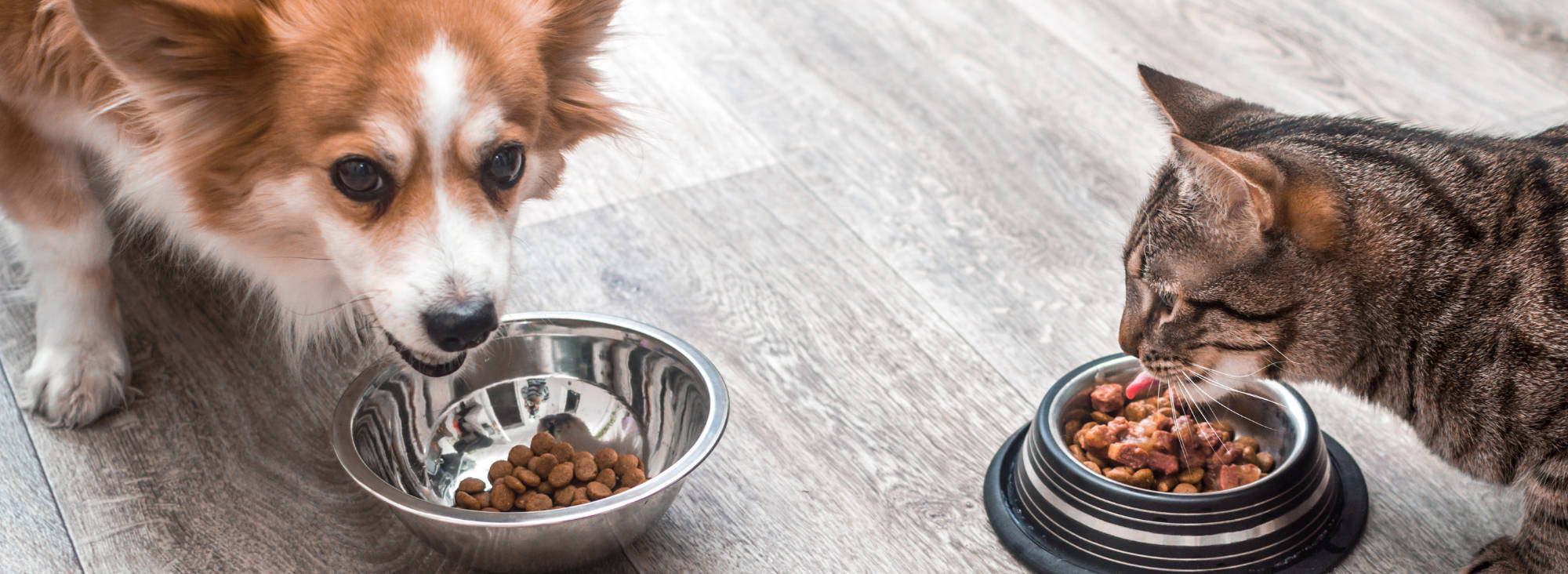 Cutting Costs in Pet Food Production