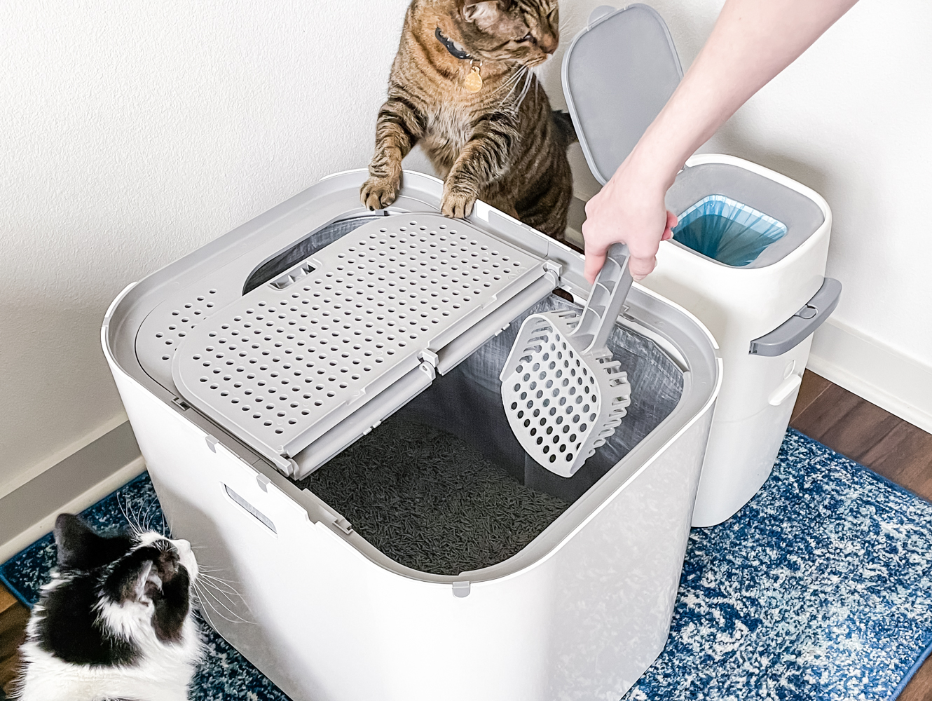 How My Neurodivergence Affects the Way I Clean the Litter Box