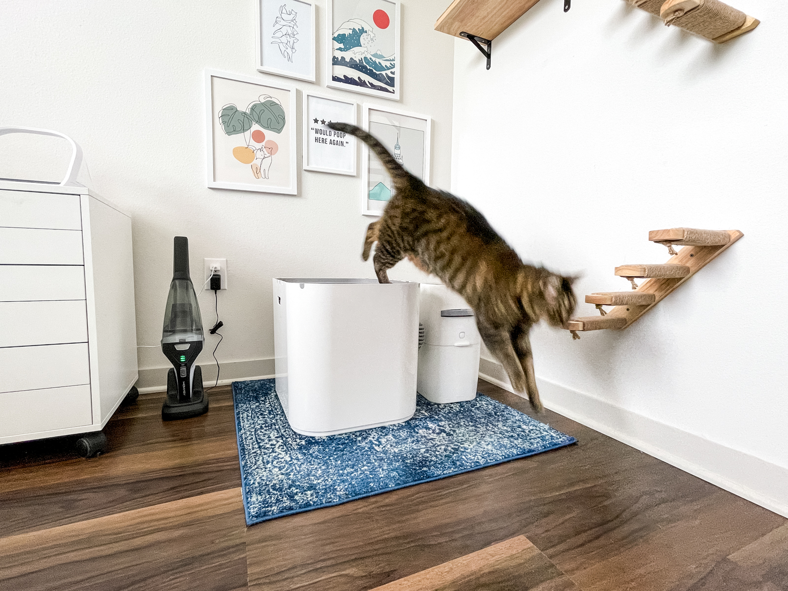 Cleaning the Litter Box When You Struggle with Mental Health