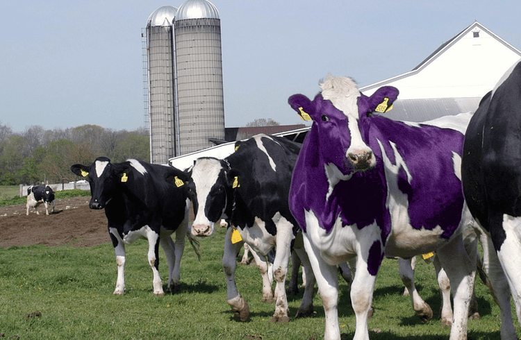 PURPLE COW