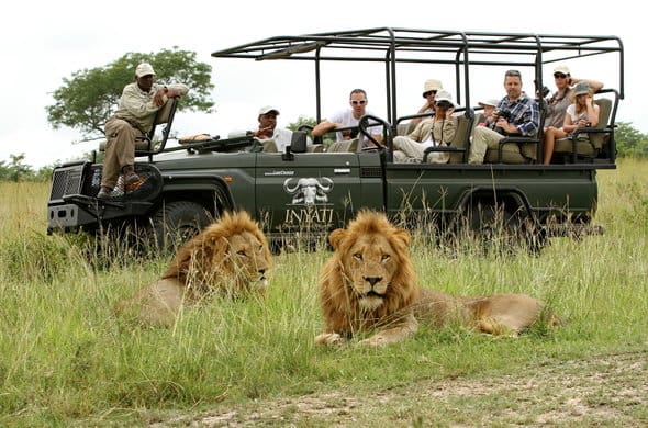 safari
