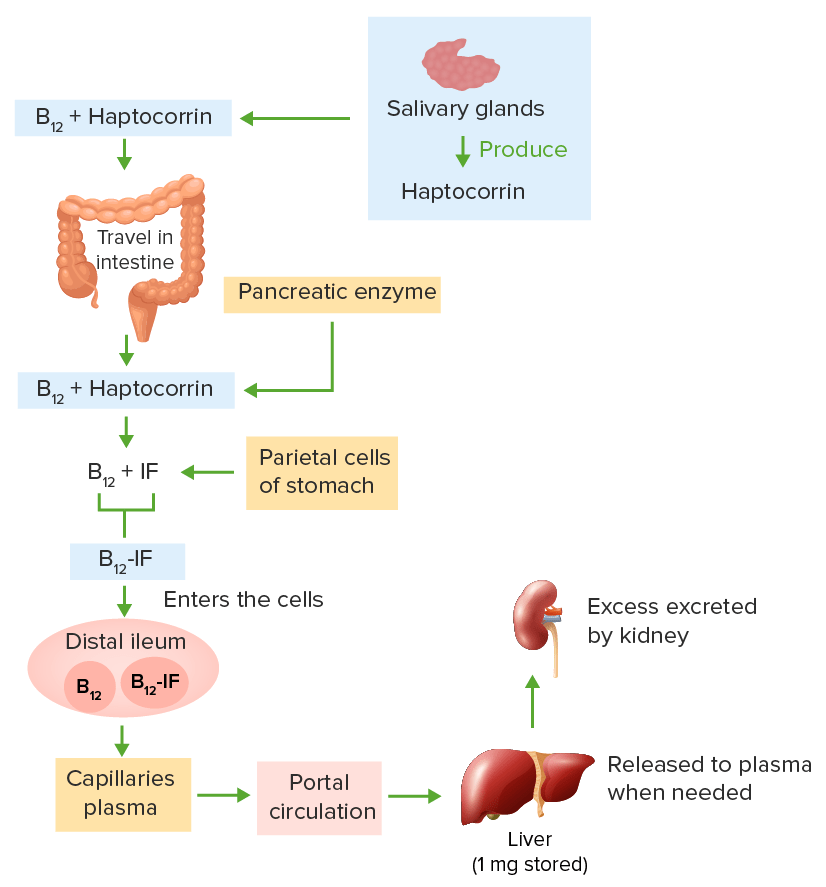Hematologia Anemia Megaloblástica causas, diagnóstico e tratamento