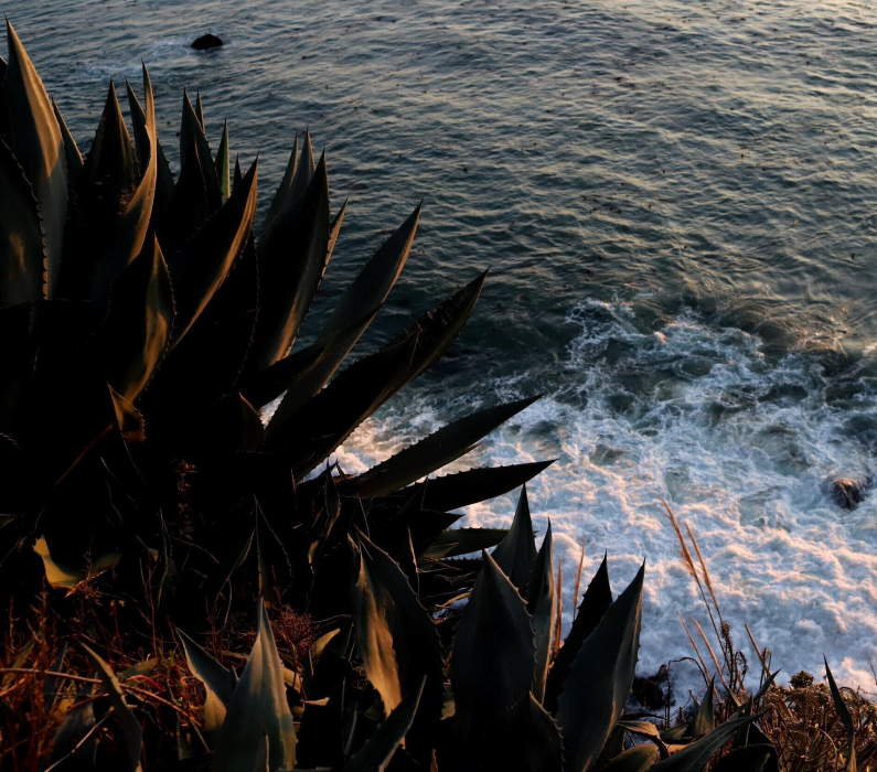 A close-up photograph of a dark green plant with long, pointed leaves. The ocean is in the background.