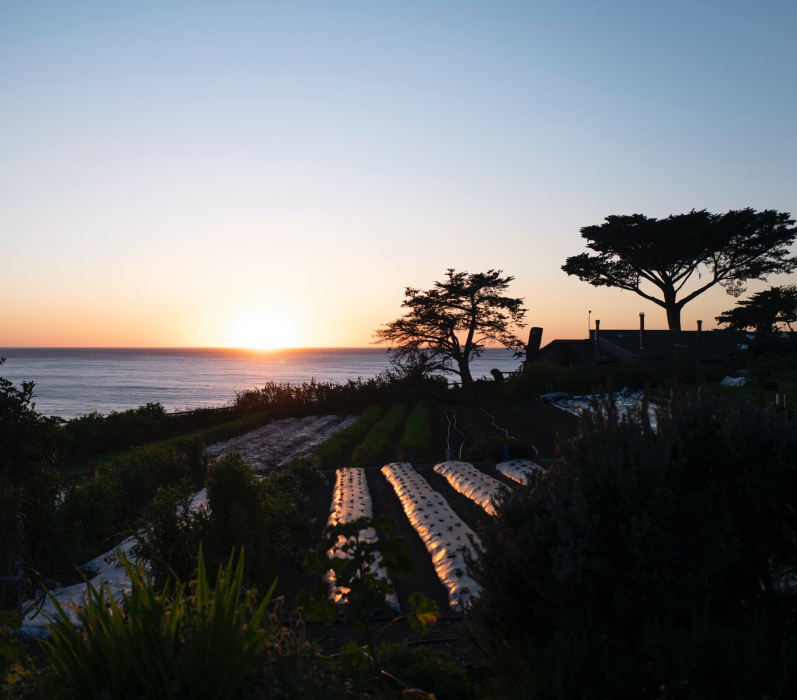 A photograph of tees and gardens in silhouette against the setting sun