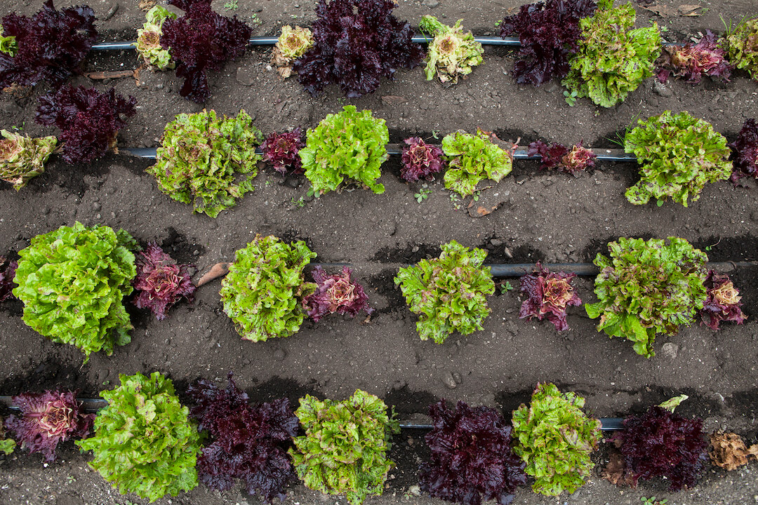 Esalen's Farm & Garden grows organic produce year-round.