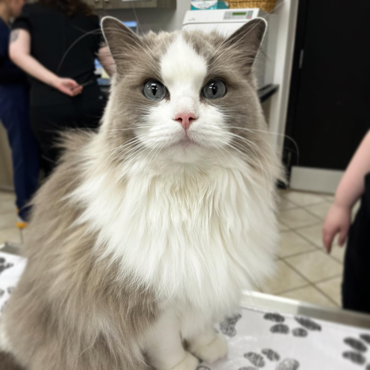 Meadowlands Veterinary Hospital