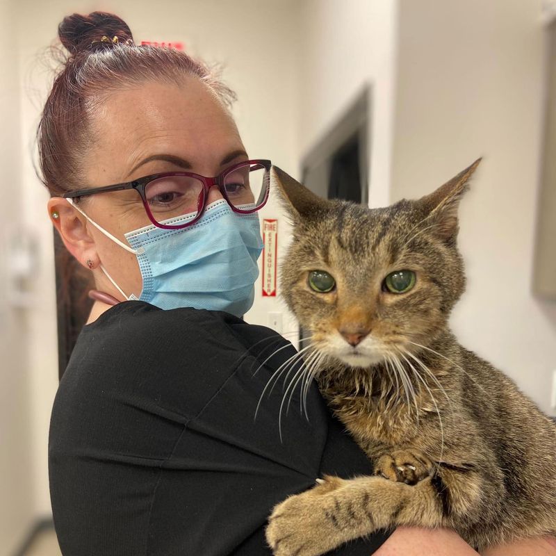 Meadowlands Veterinary Hospital