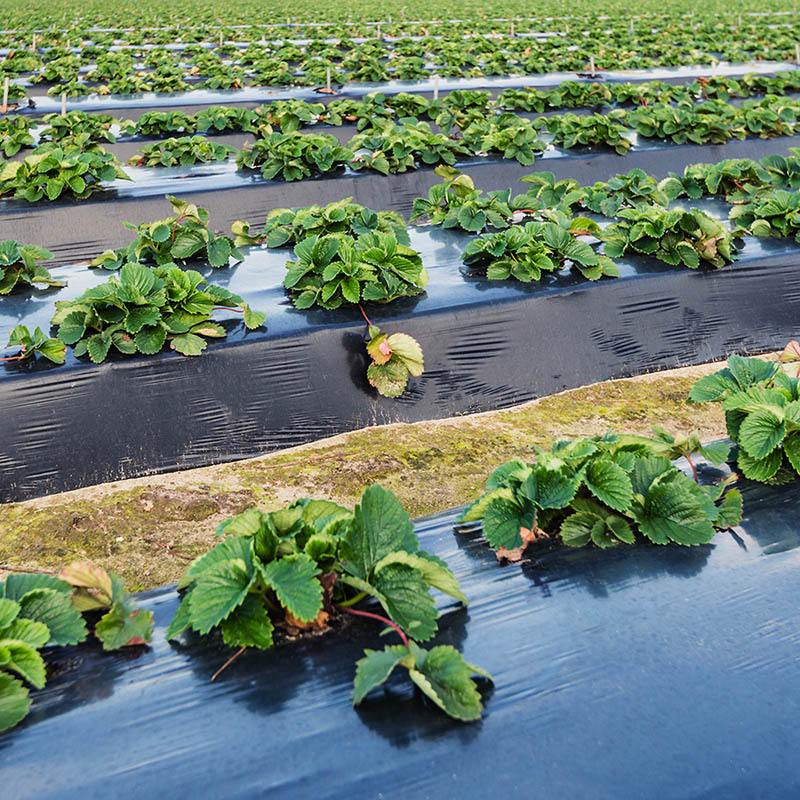 MSE's Specialty Film protecting a field of crops.