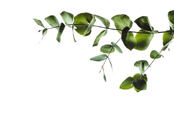 Plant_responsiveimage