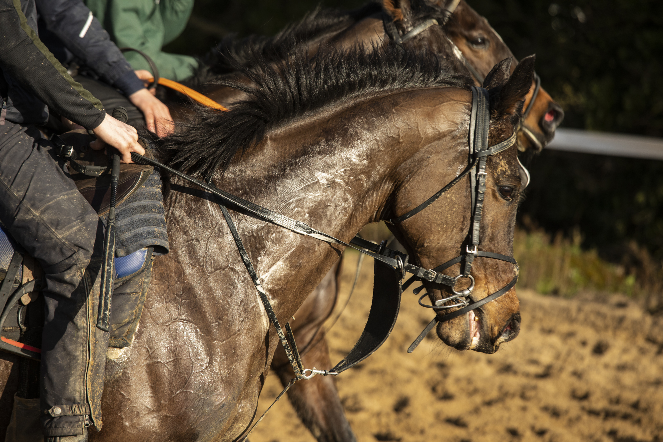 The St James City Farm and Riding School in Gloucestershire, a Muslim, community-run horse riding school