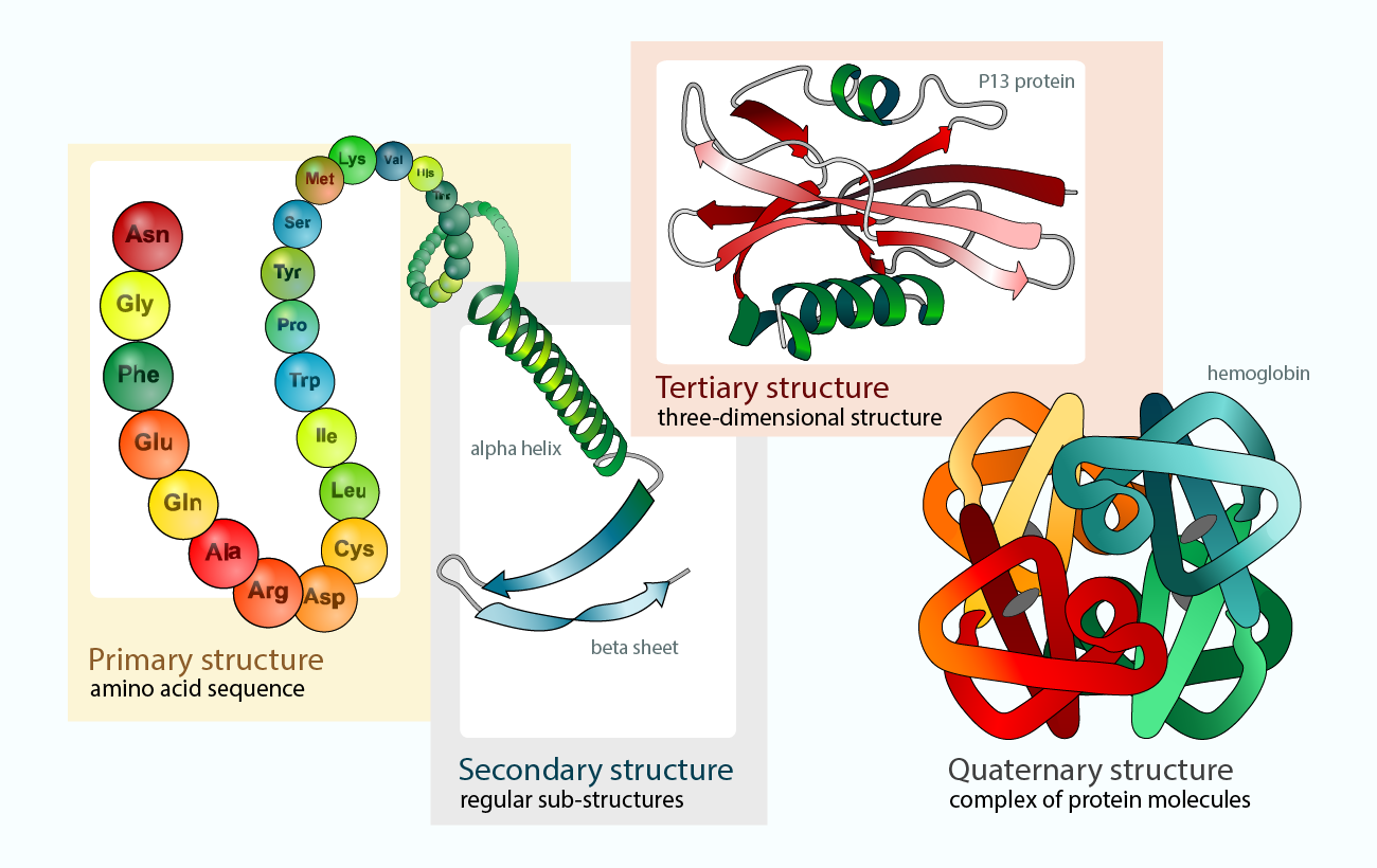 Decoding Protein Structures: From AlphaFold to Beyond