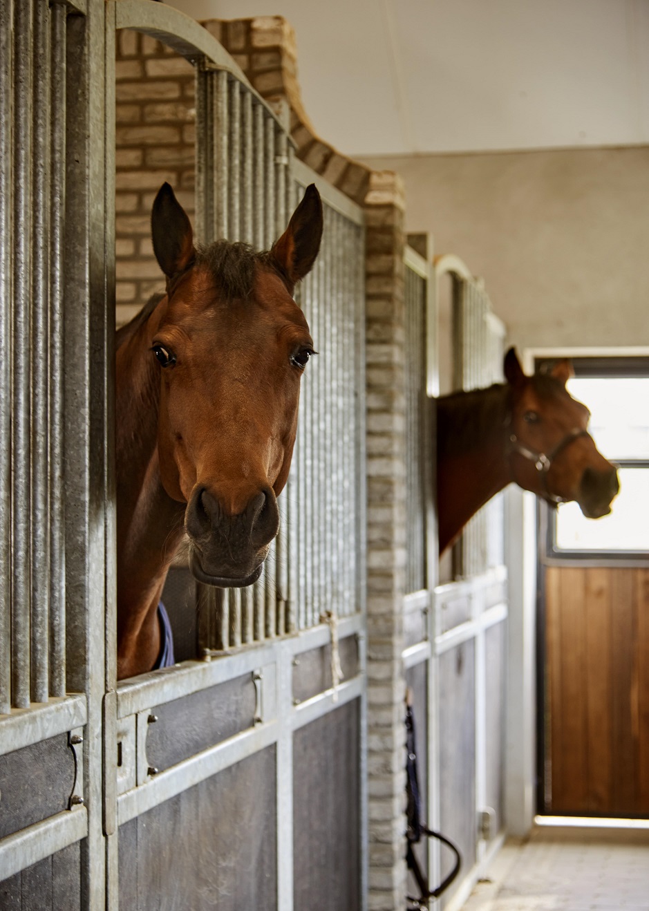 de paardenstal