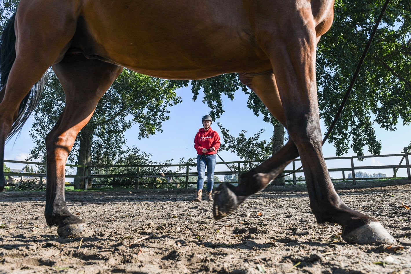 Door de ogen van een paard – Cor Hospes
