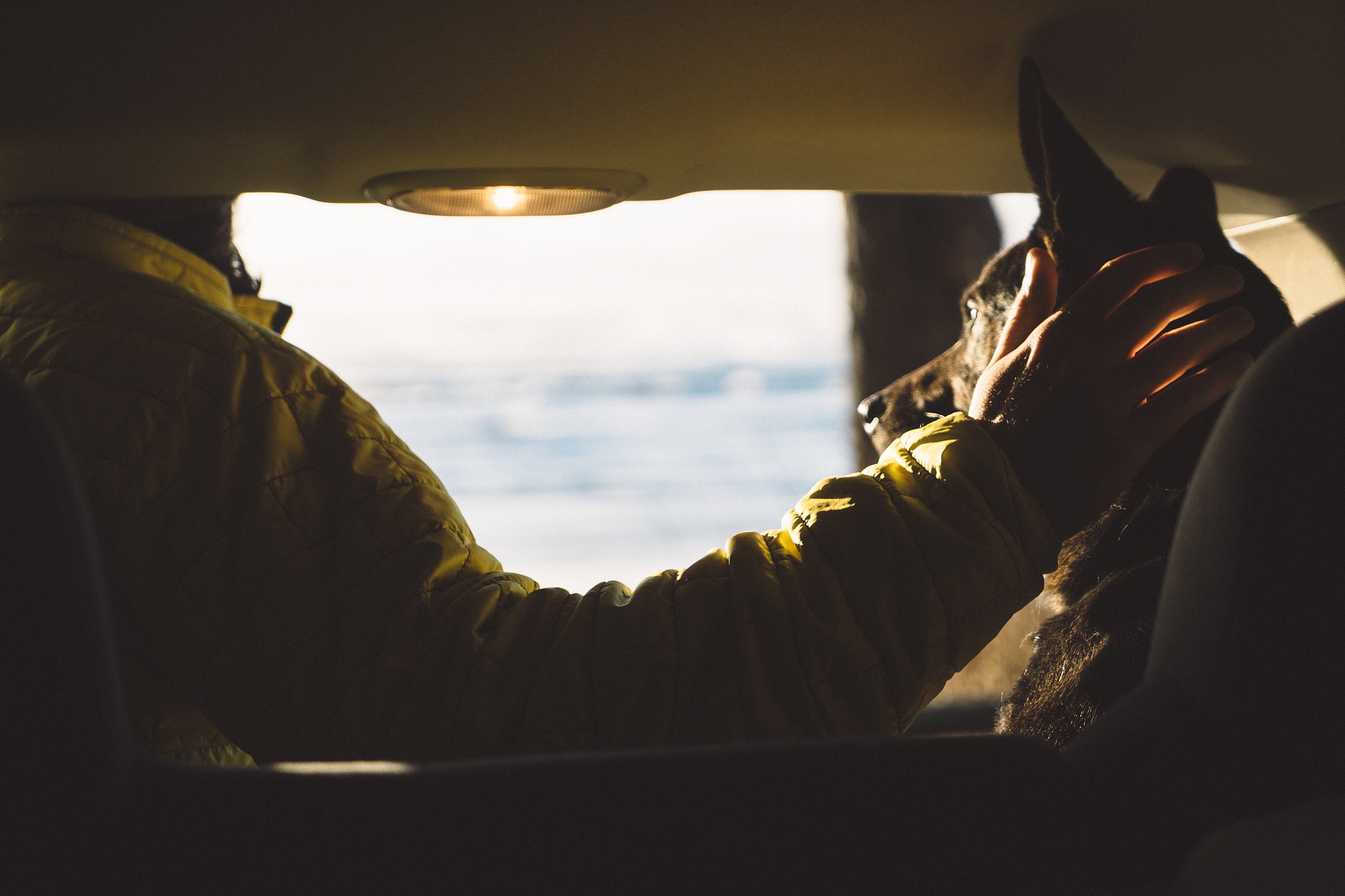 Car Travel With Pets: A Safety Guide