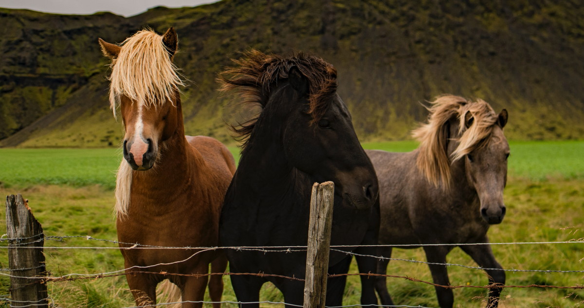 Three horses