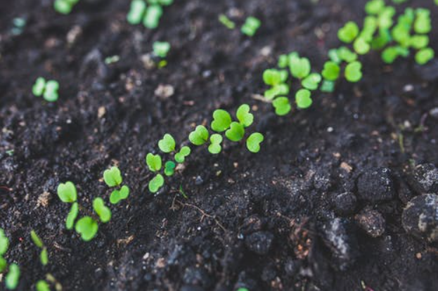 Rows of plants