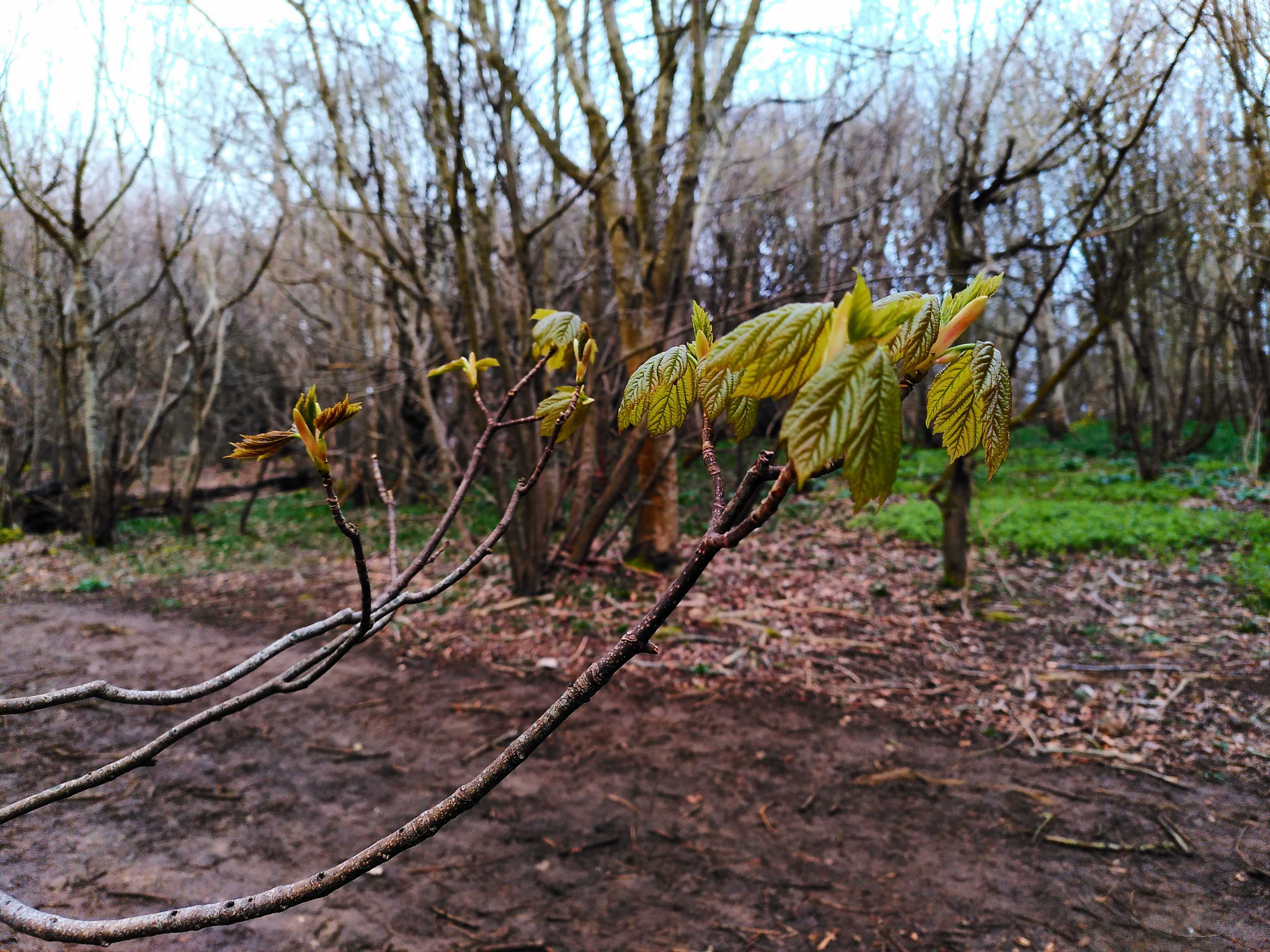 Picture of a tree beginning to grow leaves
