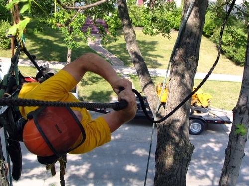 An arborist cabling and bracing a tree