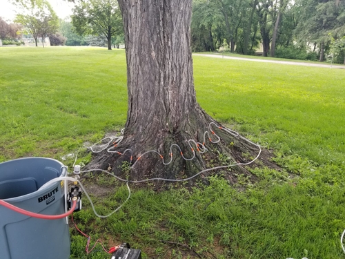 An automatic elm disease treatment
