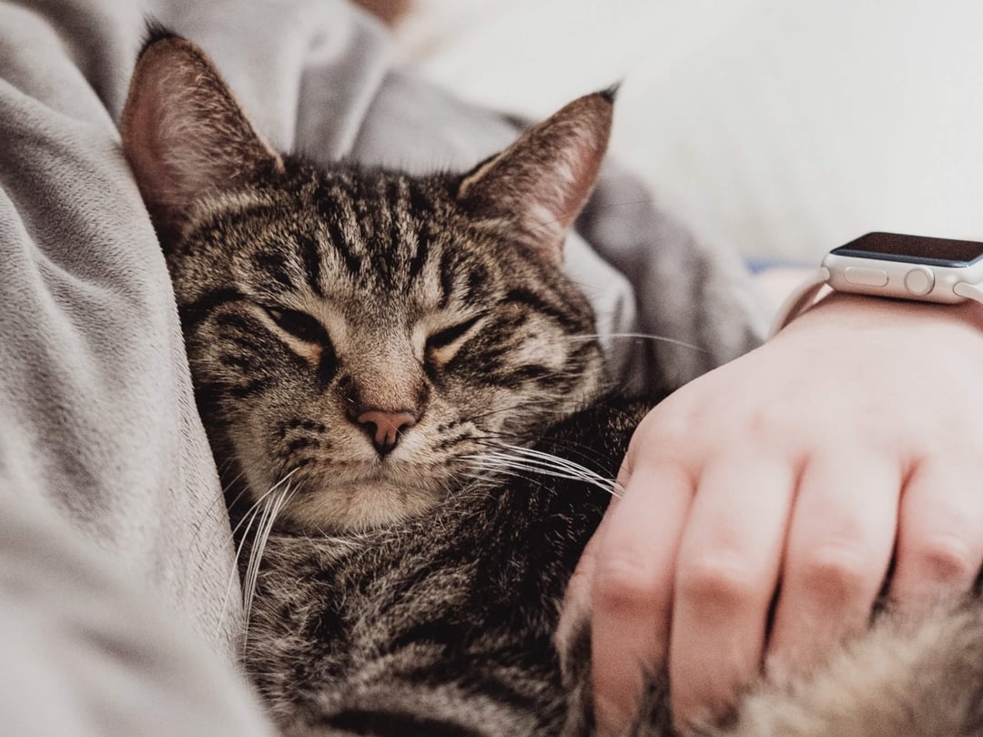 Photo inspiration: Picture Idea: Swollen Lymph Nodes In Cats