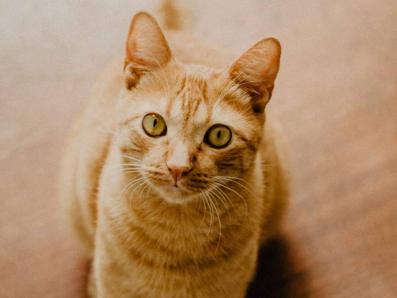 can cats have yogurt