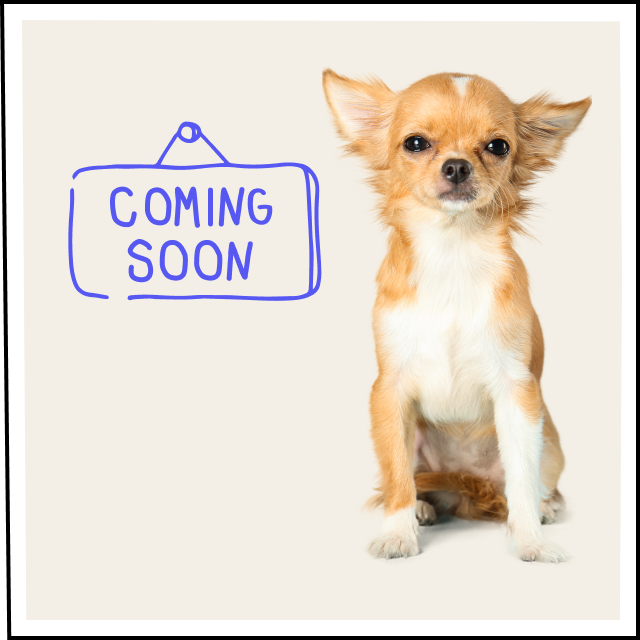 About Us Fetch By The Dodo