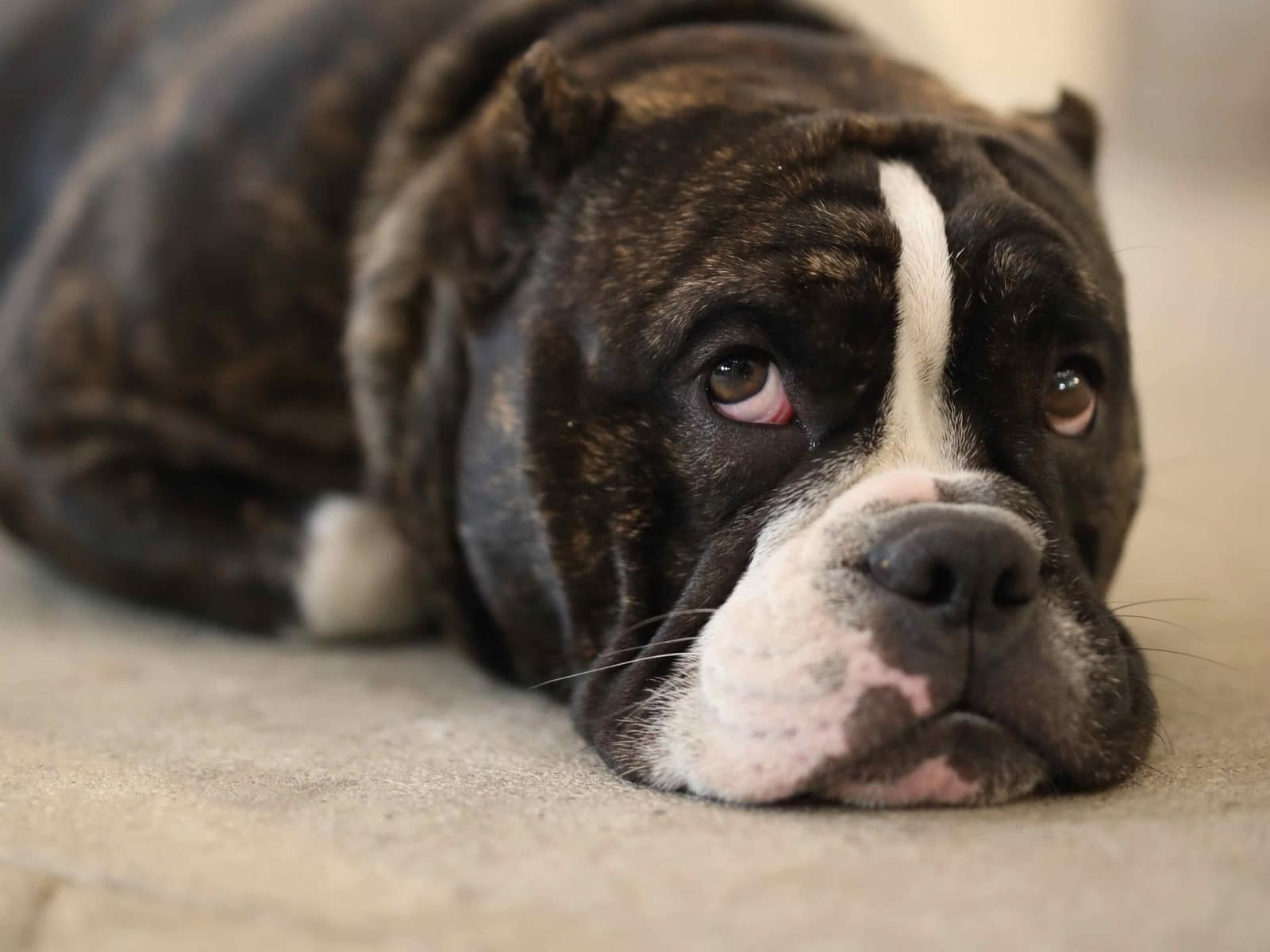 Is Tylenol Safe? What Can I Give a Dog for Pain? | PetPlace.com