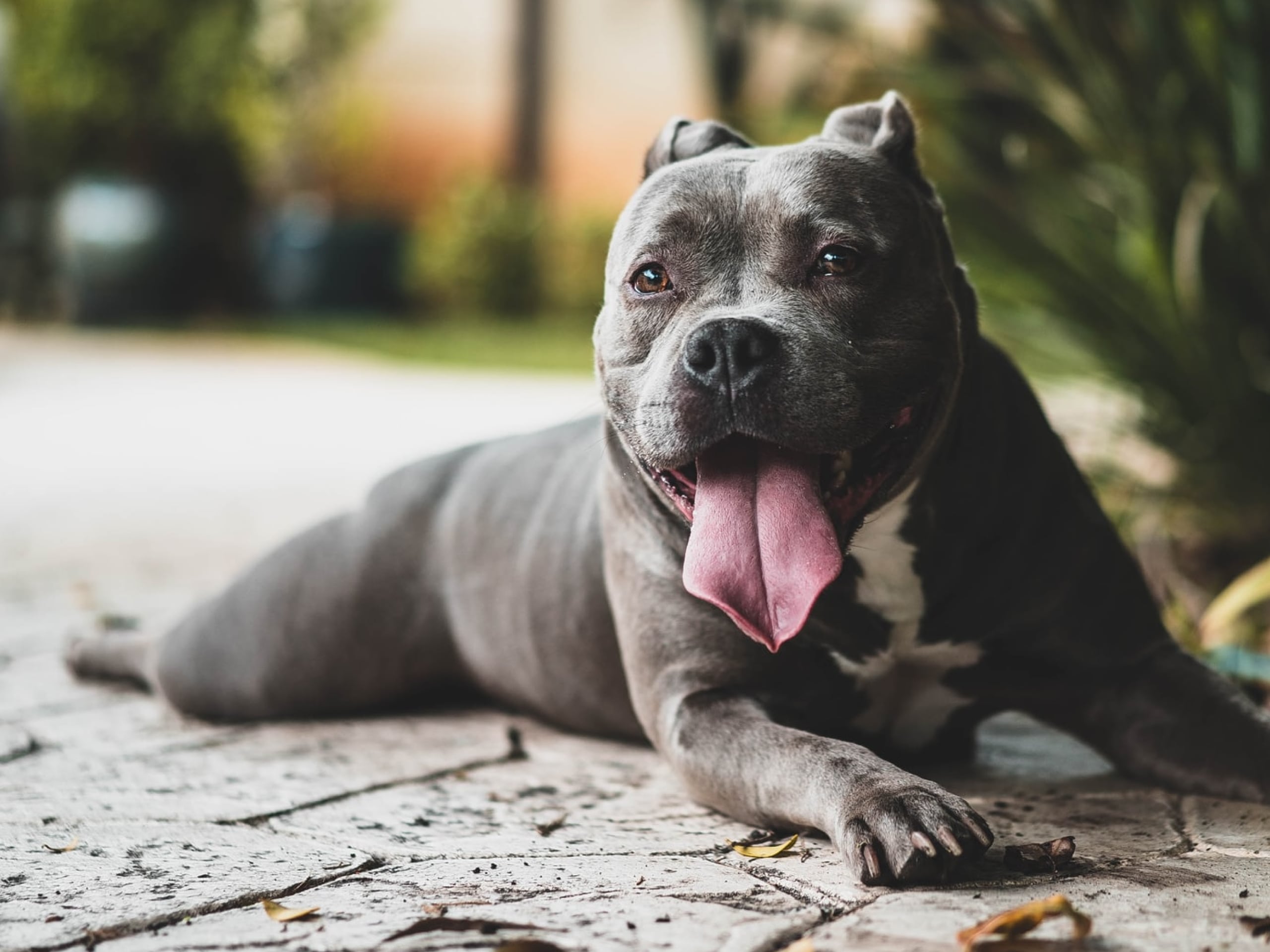 Cushing S Disease In Dogs Symptoms And Treatment
