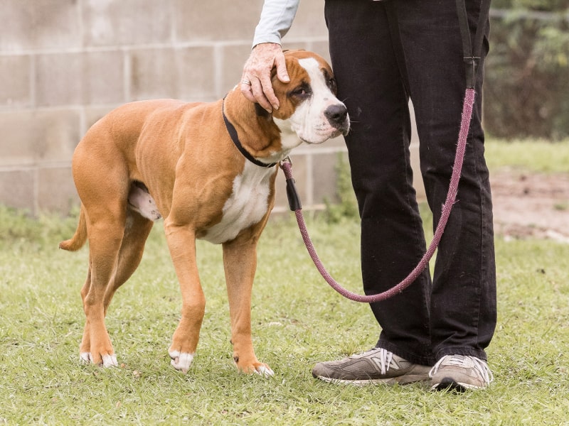 A brown and white dog stands in grass with a staff member in The Dig’s article about the Jacksonville Humane Society