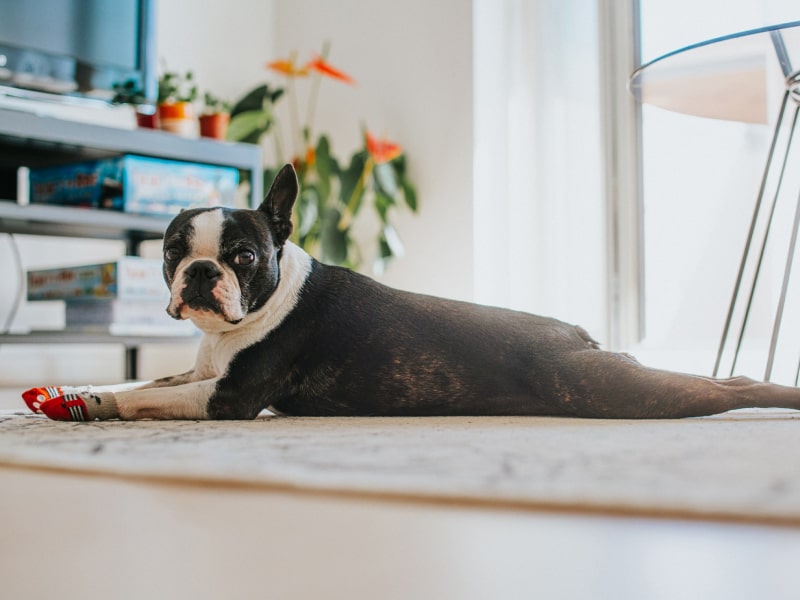 Boston Terrier Apartment Boston Terrier Dogs Apartments Boston