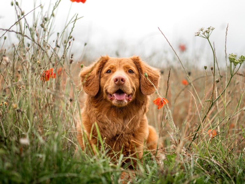 A dog happily laying in tall grass