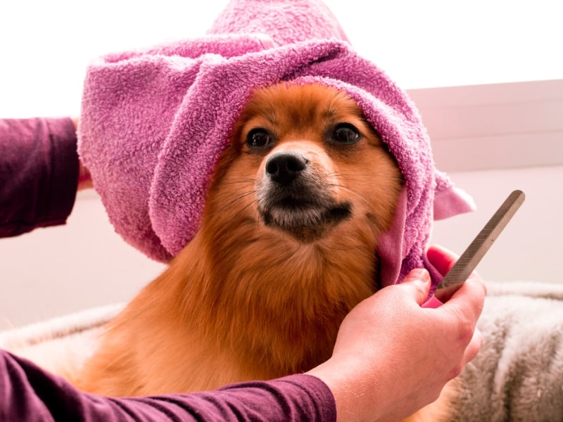 A small dog with a pink towel wrapped around his head