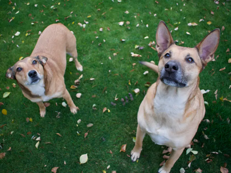 A photo of two brown dogs who are sitting in the grass