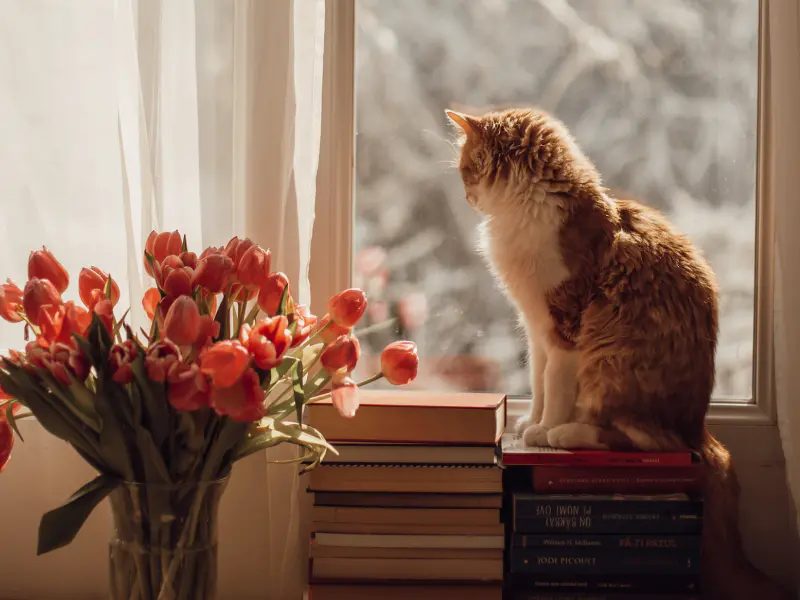 A photo of a cat who is sitting by a window and looking at a flower vase