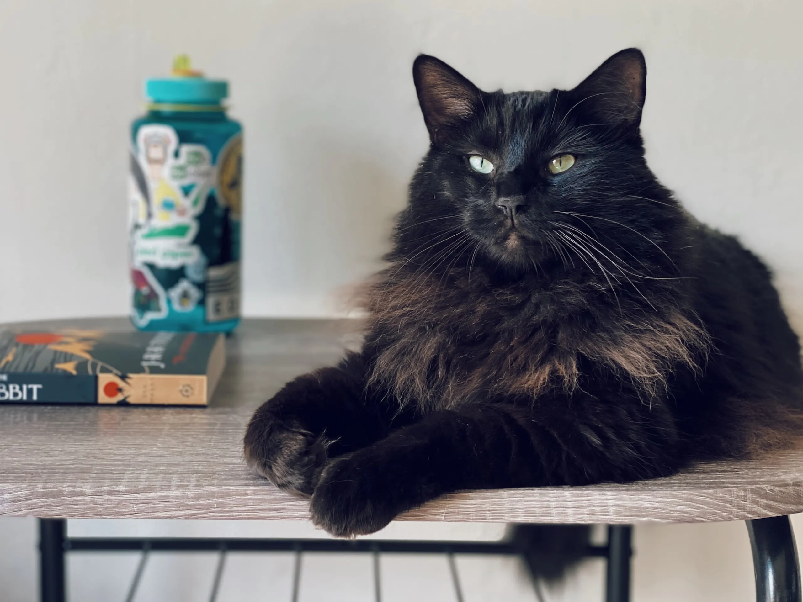 A photo of a black cat who is laying on a table