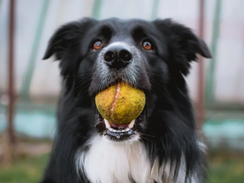 A photo of a black dog who has a yellow tennis ball in their mouth