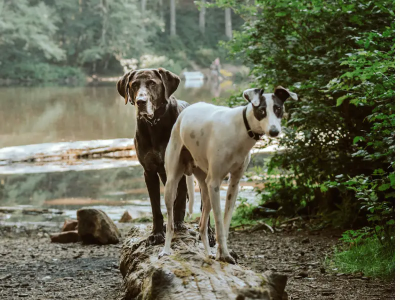 A photo of two dogs who are standing near a pond