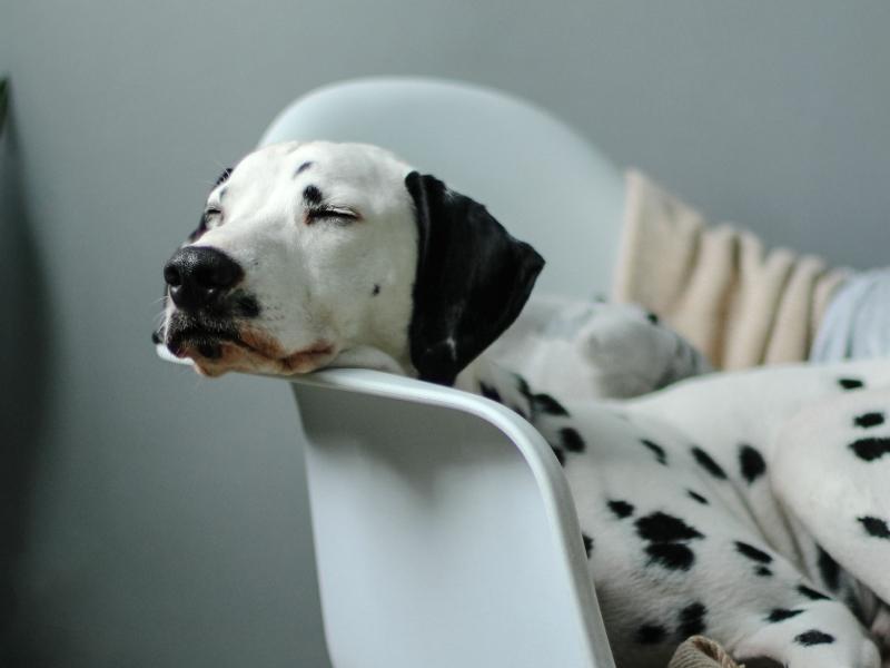 A photo of a dog who is sleeping in a white chair