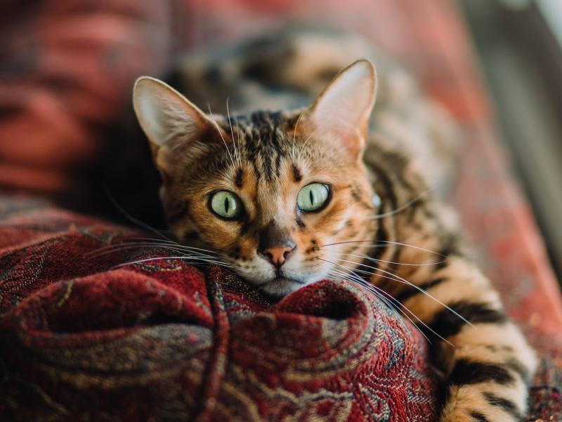 A photo of a cat who is laying on a red blanket