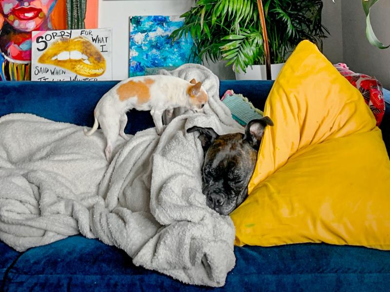 A photo of two dogs laying in blankets together