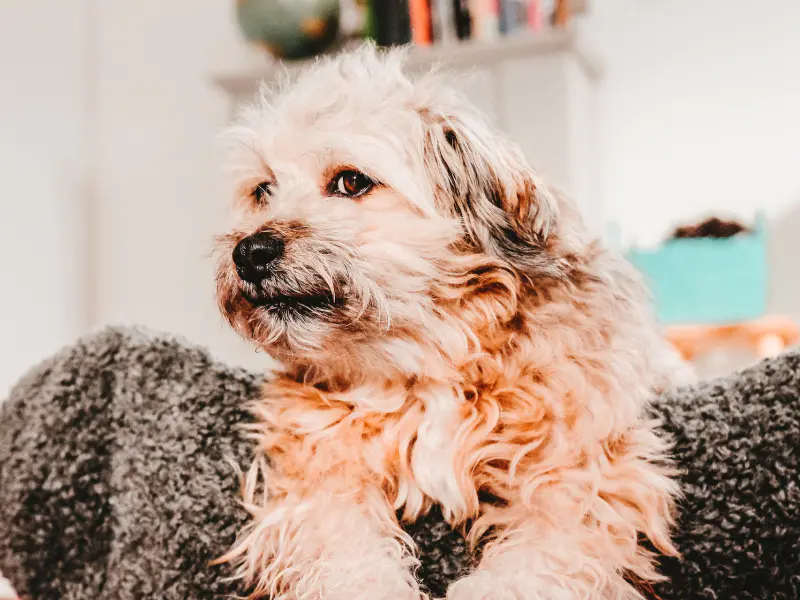 A photo of a fluffy haired dog who is laying on a brown blanket