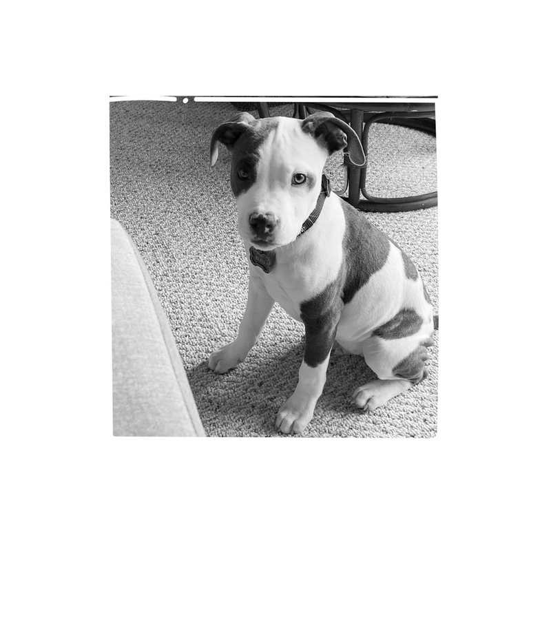 Brandywine Animal Shelters Fetch Pet Insurance