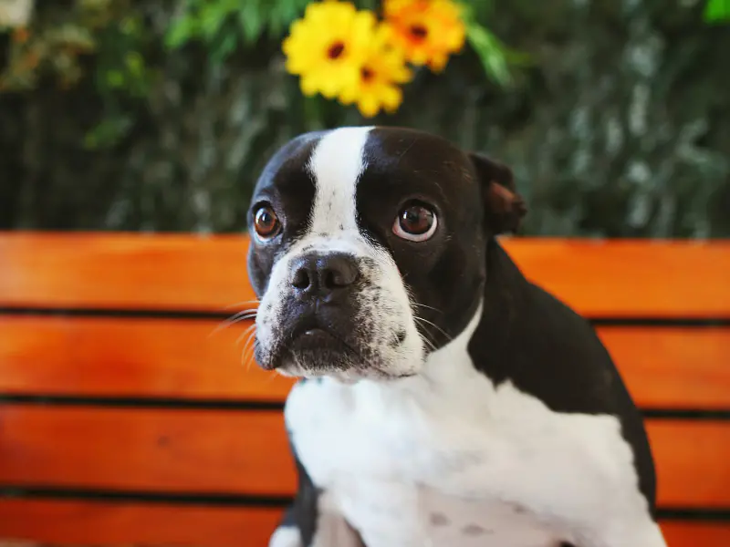 A photo of a black and white colored dog who is sitting on a bench