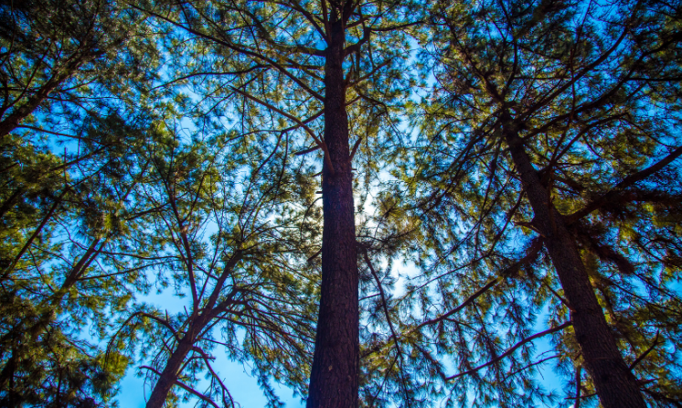 The Role of Sustainable Forestry – Trees and Beyond