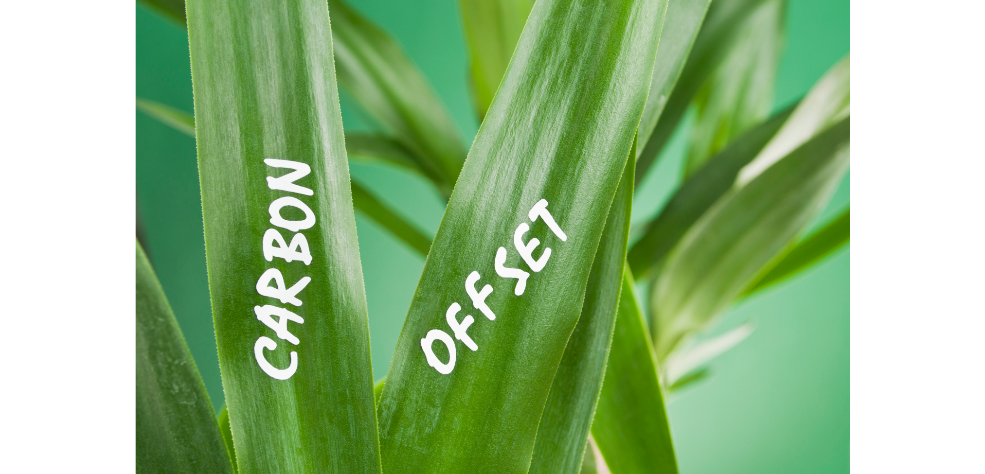 Highlighting Key Concepts - Offsets, Credits and Avoidance